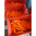 Zanahoria fresca de China en oferta